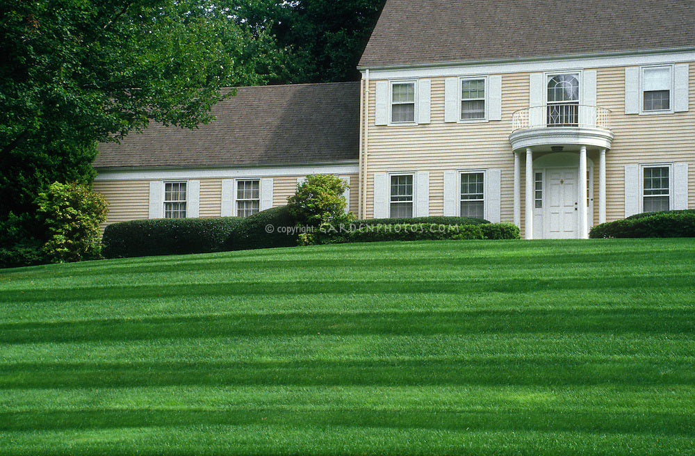 The Lawn's Weird History (& Evolution!)