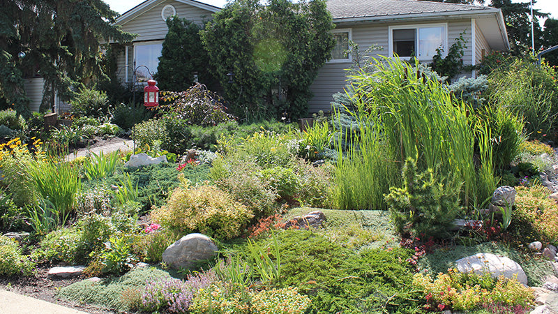 Why You Should Naturalize Your Lawn
