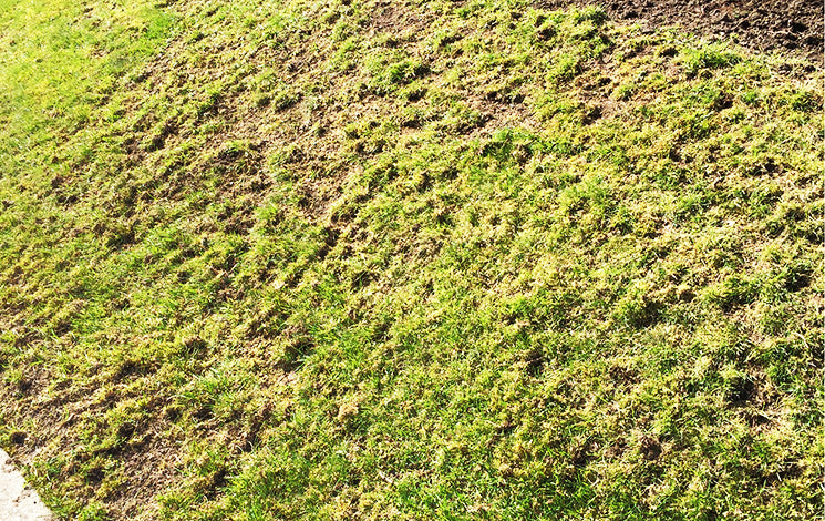Why The Chafer Beetle Makes It A Good Time To Plant a Clover Lawn