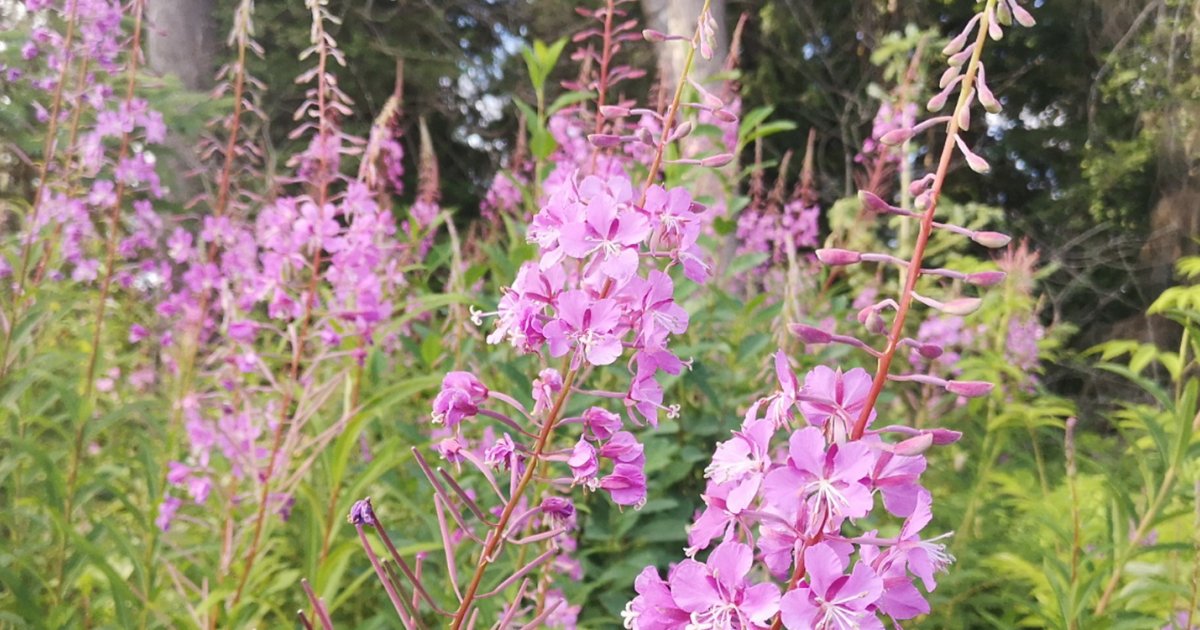 Plant Directory