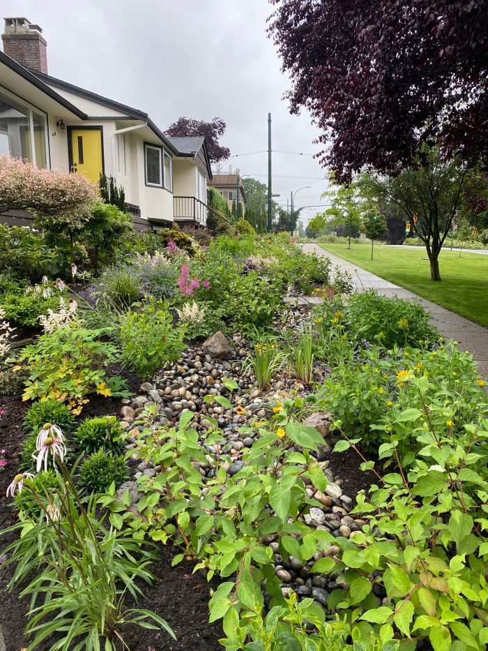 Rain Garden