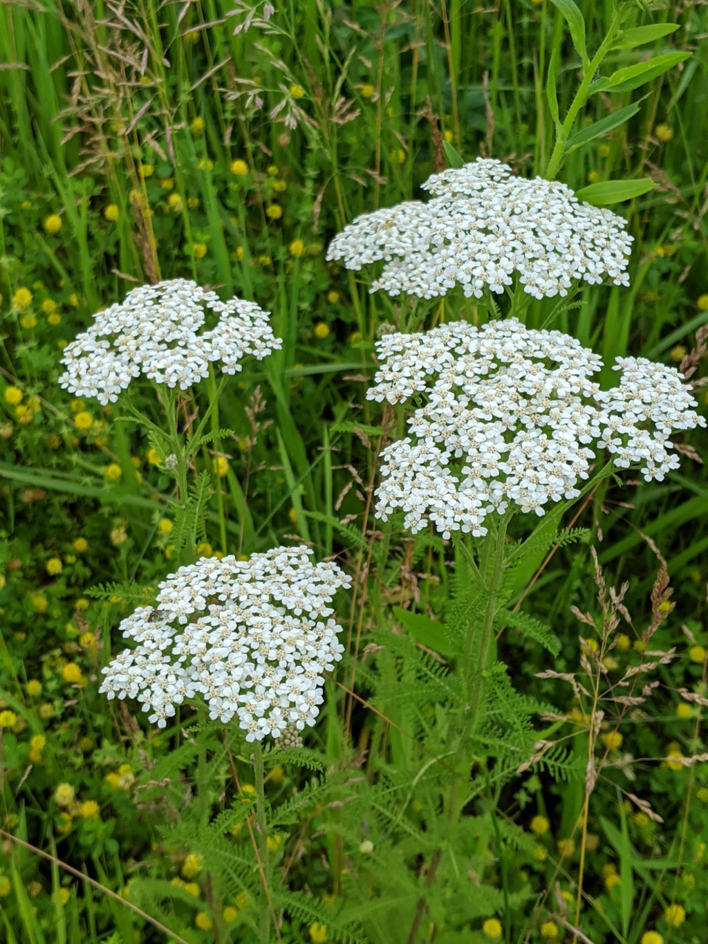 Western Yarrow (Achillea millefolium occidentalis)