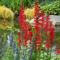 Cardinal Flower (Lobelia cardinalis)