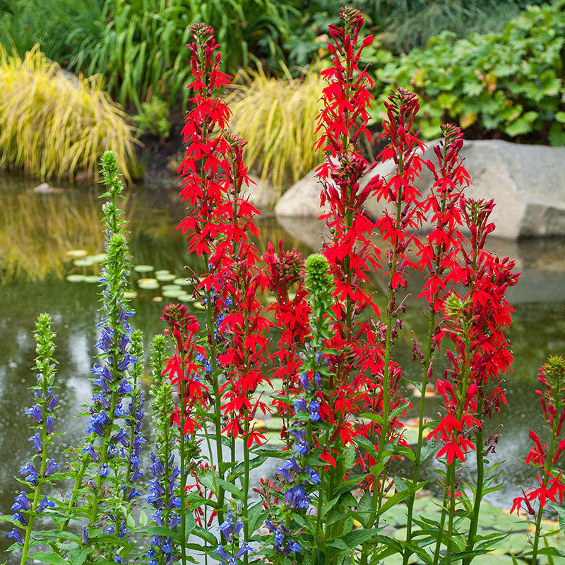 Cardinal Flower (Lobelia cardinalis)