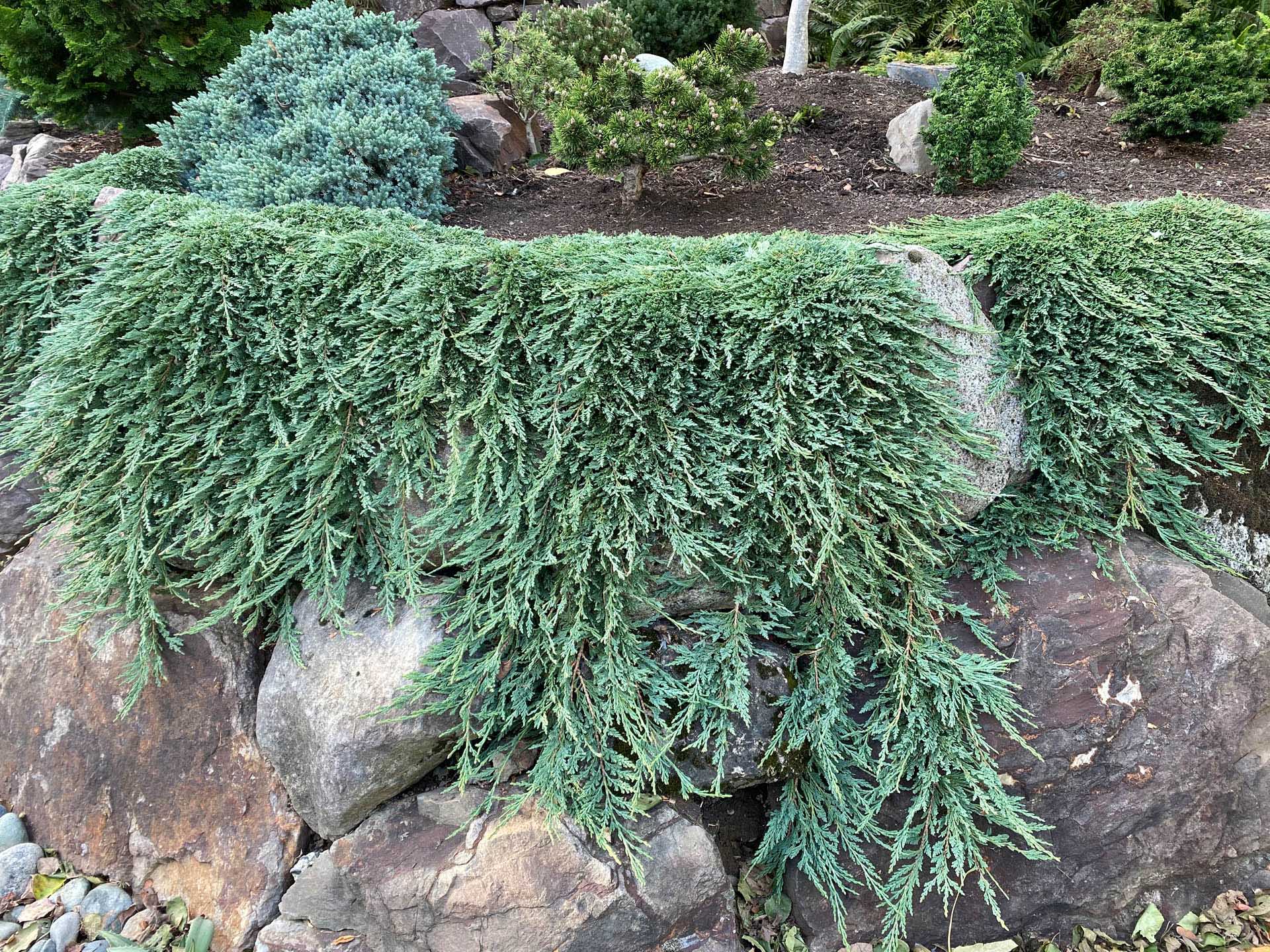 Creeping Juniper (Juniperus horizontalis)
