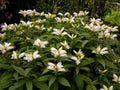 Turtlehead (Chelone glabra)