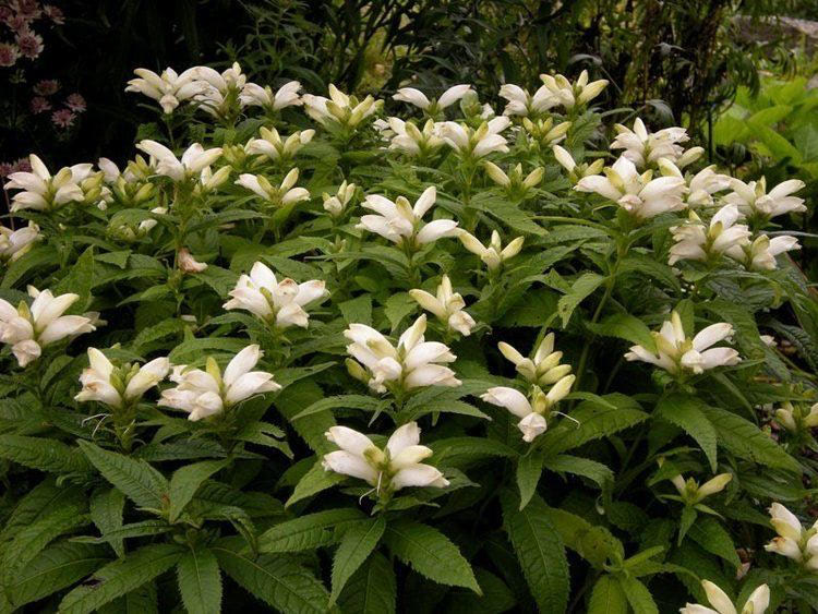 Turtlehead (Chelone glabra)