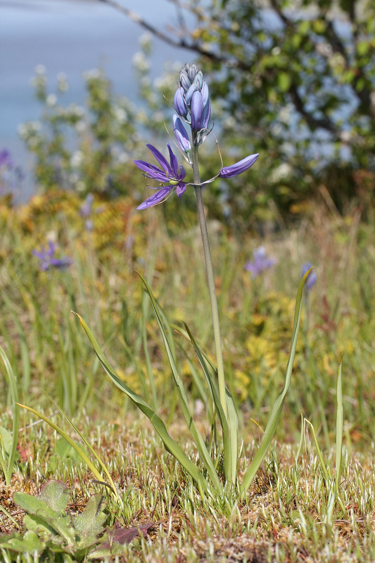 Camas (Camassia quamash)