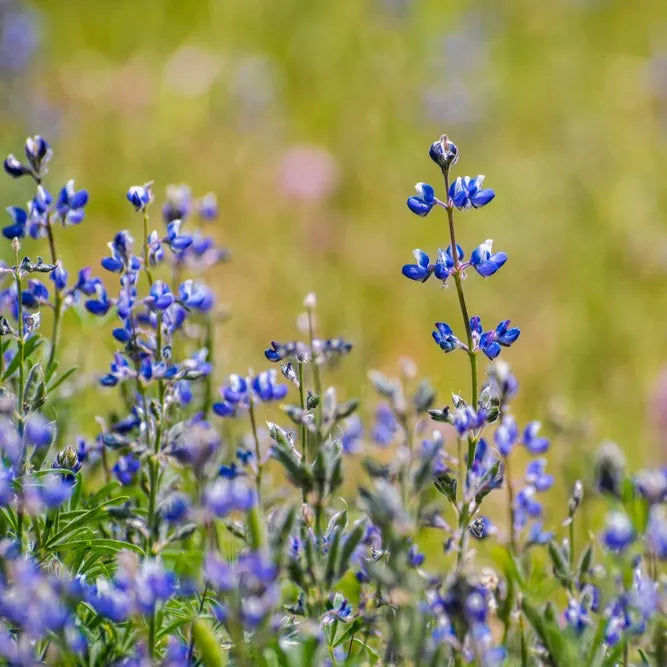 Miniature Lupine (Lupinus Bicolor)