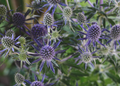 Sea Holly (Eryngium spp.)