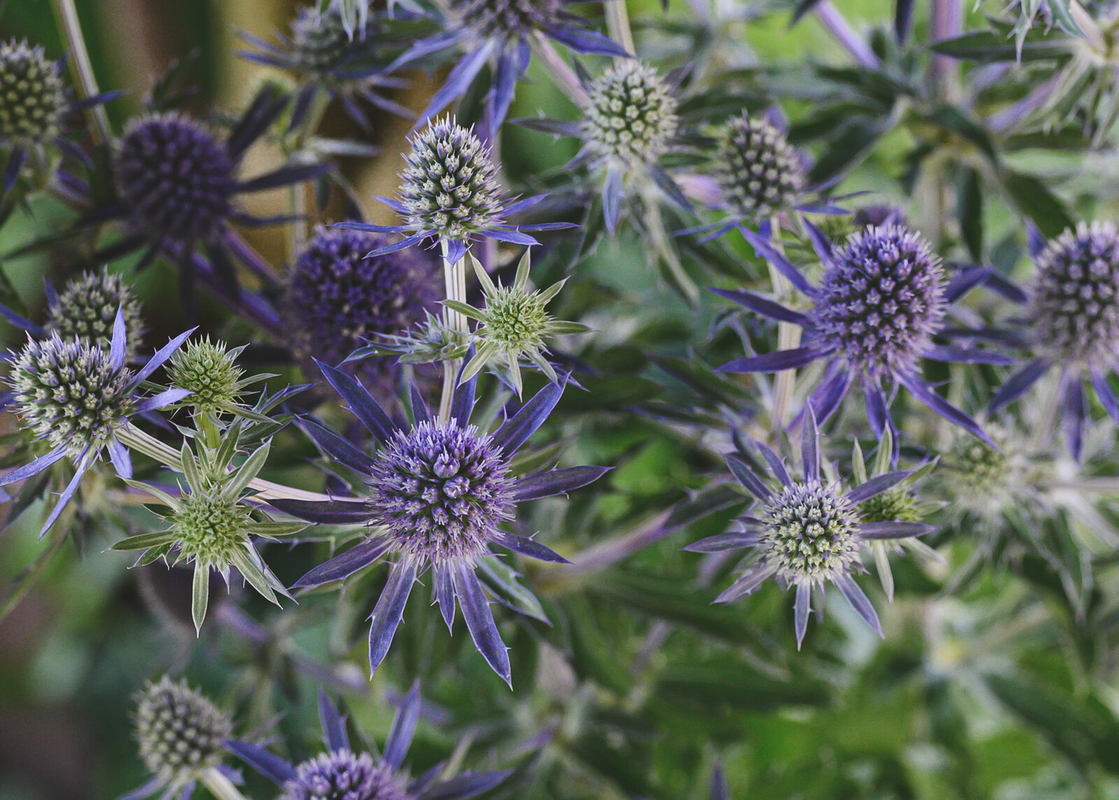 Sea Holly (Eryngium spp.)