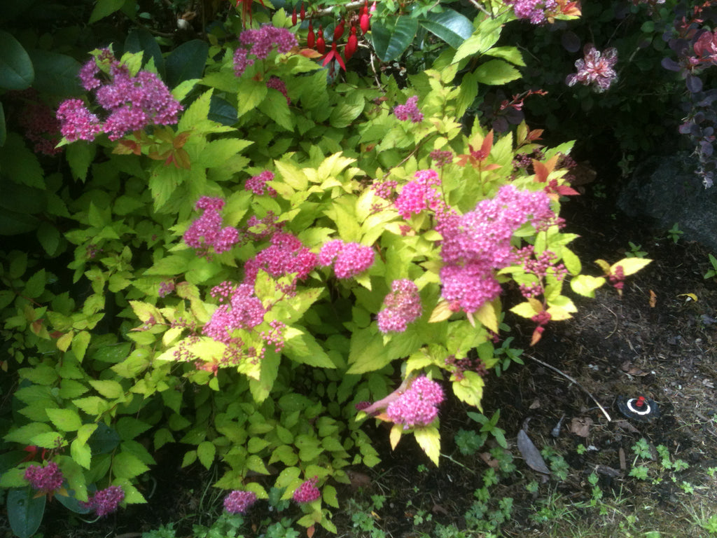 Hardhack aka Douglas Spirea (Spiraea douglasii)