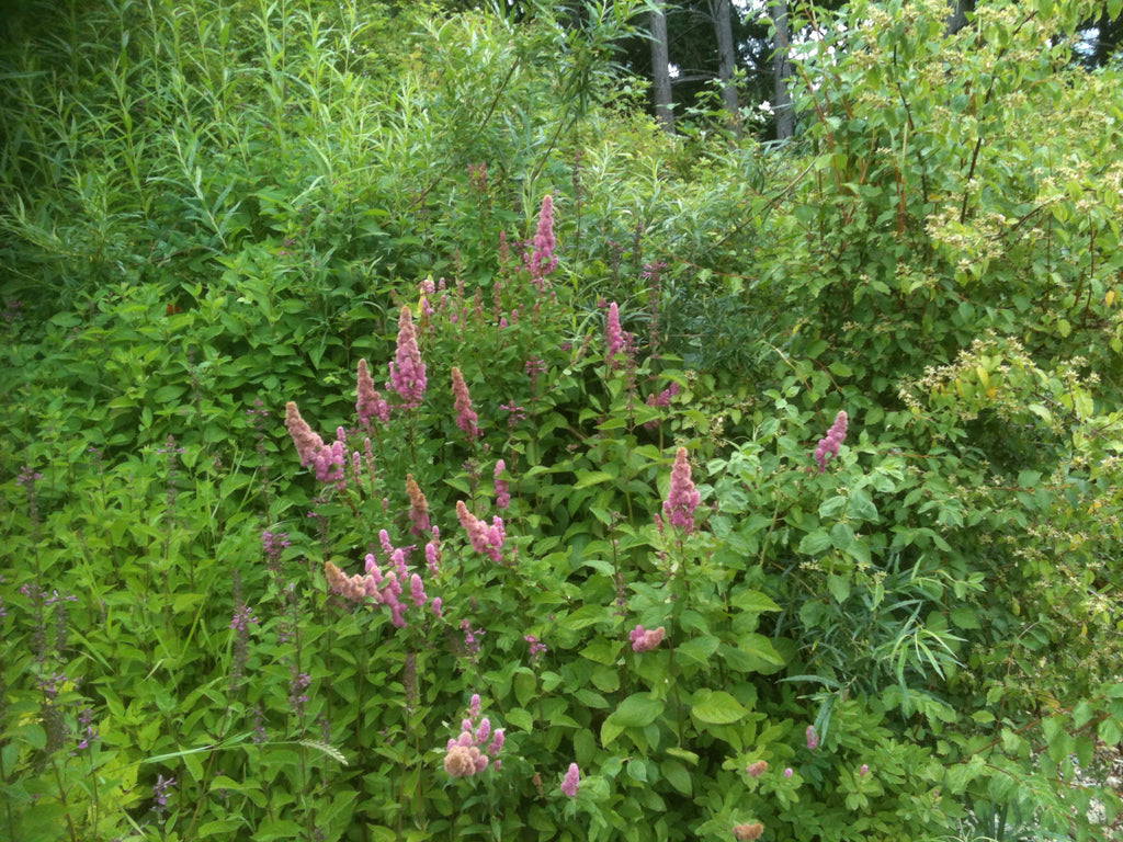 Hardhack aka Douglas Spirea (Spiraea douglasii)