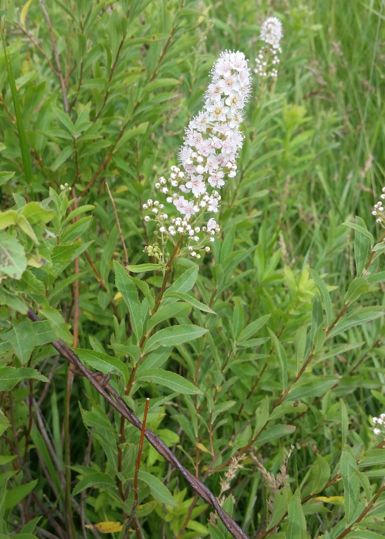 Narrow-leaved Meadowsweet (Spiraea alba)