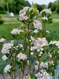 Chokeberry (Aronia melanocarpa)
