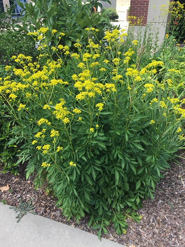 Golden Alexanders (Zizia aurea)