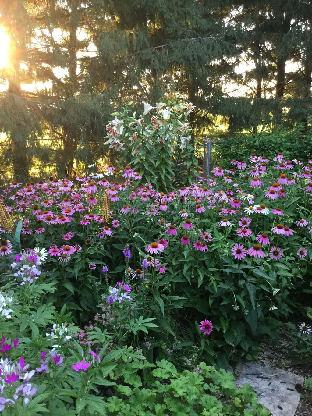 Purple Coneflower (Echinacea purpurea)