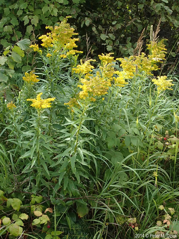 Canada Goldenrod (Solidago canadensis)