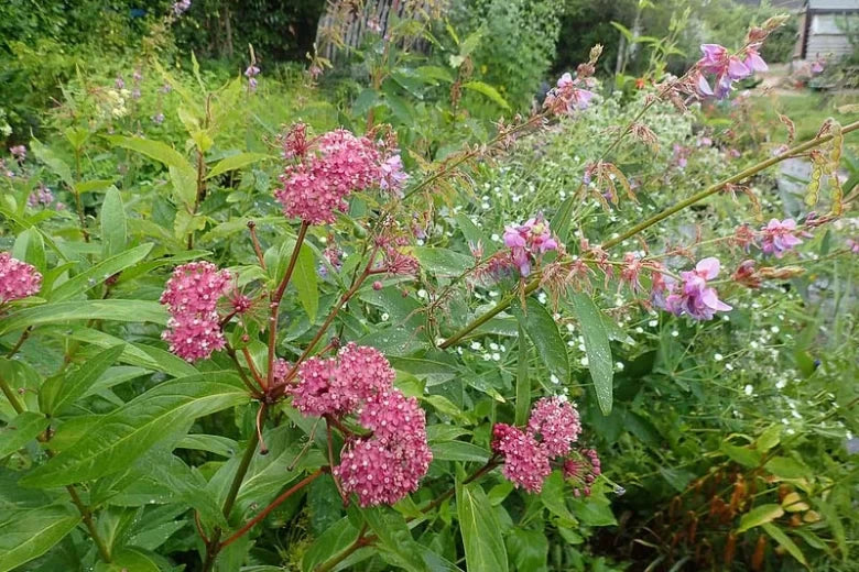Swamp Milkweed (Asclepias incarnata)