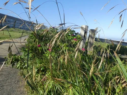 Alaska Brome (Bromus sitchensis)