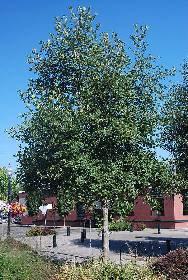Red Alder (Alnus rubra)