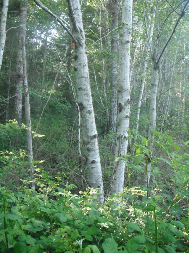 Red Alder (Alnus rubra)