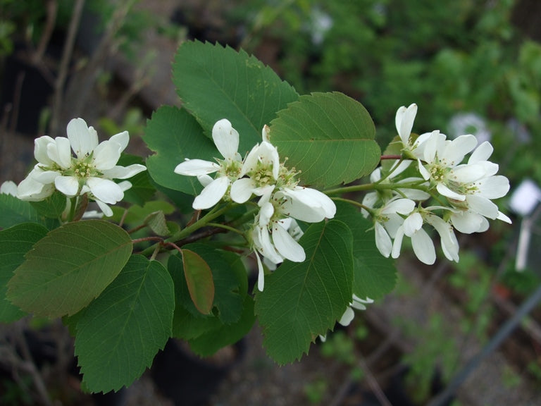 Saskatoon Serviceberry (Amelanchier alnifolia)