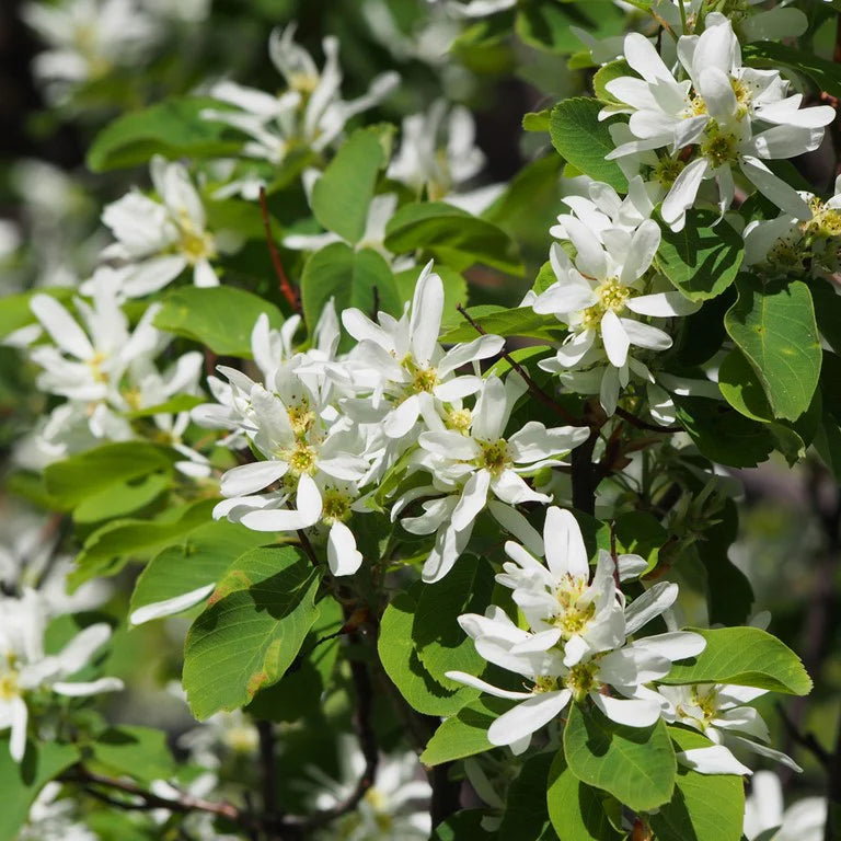 Saskatoon Serviceberry (Amelanchier alnifolia)