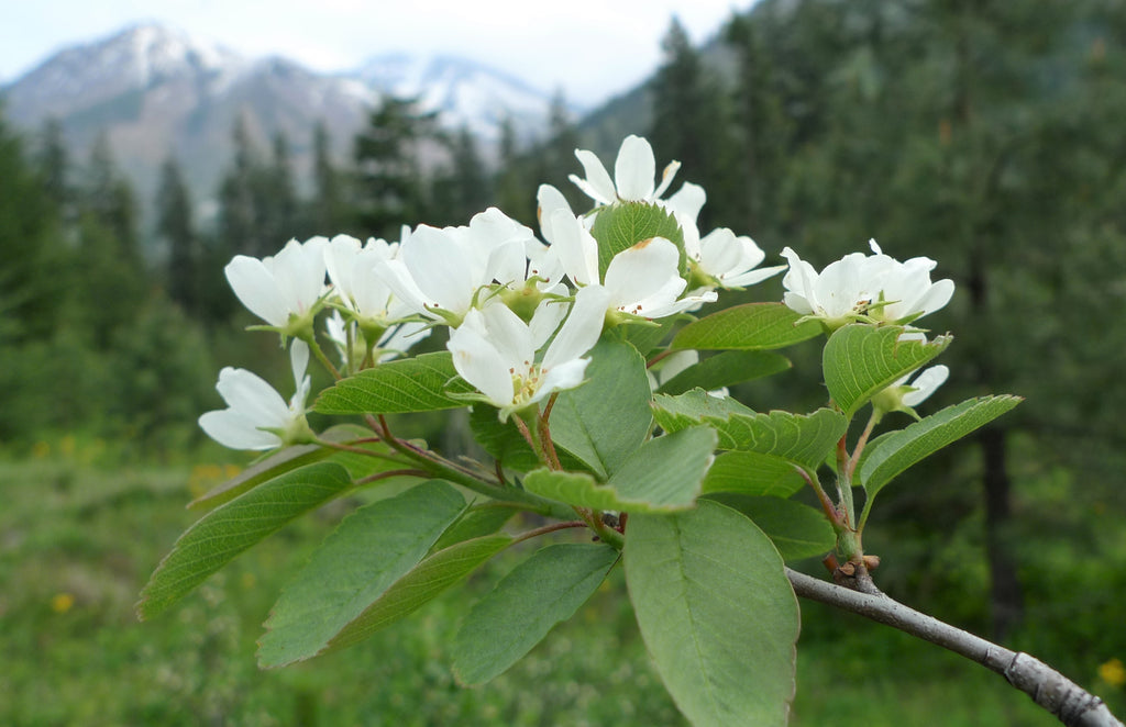 Saskatoon Serviceberry (Amelanchier alnifolia)