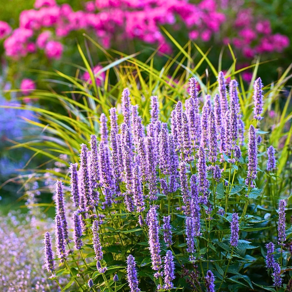 Anise Hyssop (Agastache foeniculum)