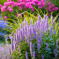 Anise Hyssop (Agastache foeniculum)
