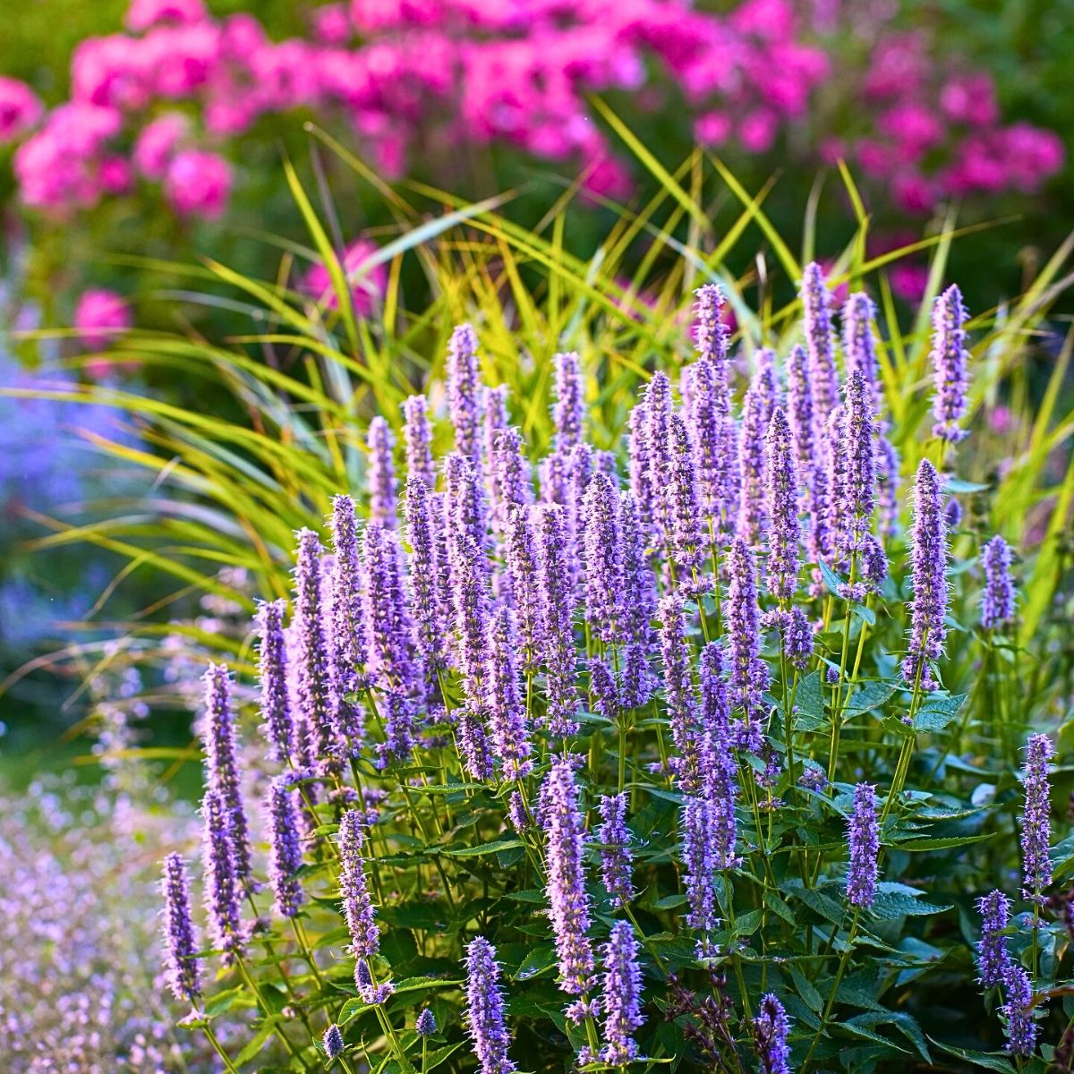Anise Hyssop (Agastache foeniculum)