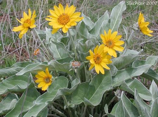 Arrowleaf Balsamroot (Balsamorhiza sagittata)