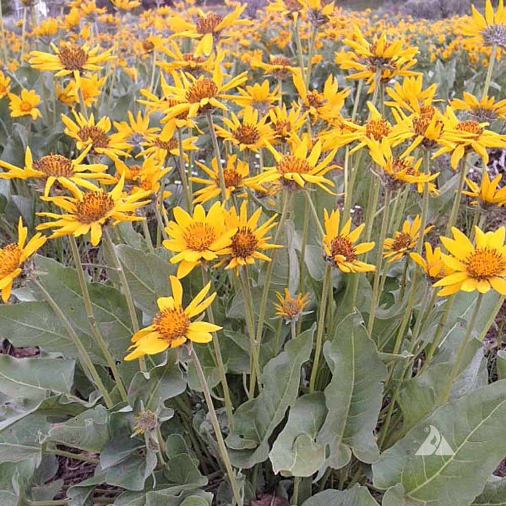 Arrowleaf Balsamroot (Balsamorhiza sagittata)