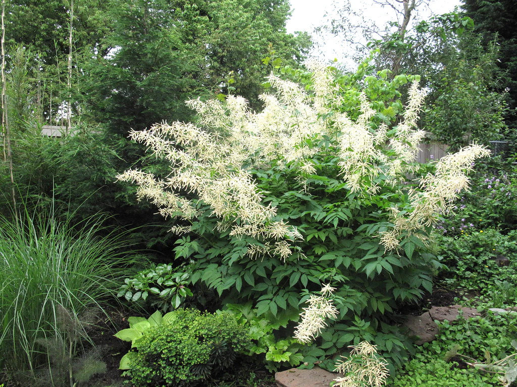 Goatsbeard (Aruncus dioicus)