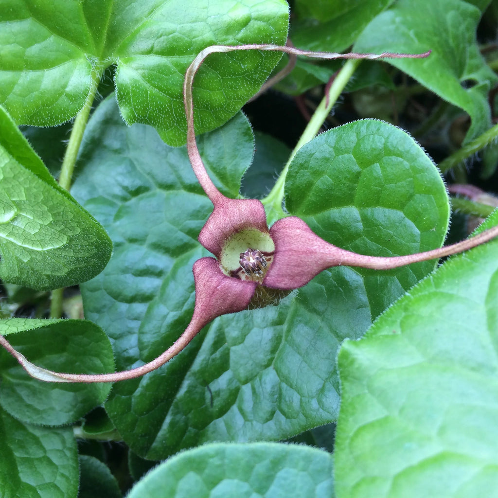 Wild Ginger (Asarum caudatum)