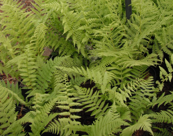 Lady Fern (Athyrium filix-femina)