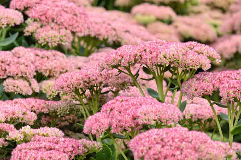 Sedum 'Autumn Joy' (Hylotelephium herbstfreude)