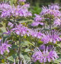 Wild Bergamot aka 'Bee Balm' (Monarda fistulosa)
