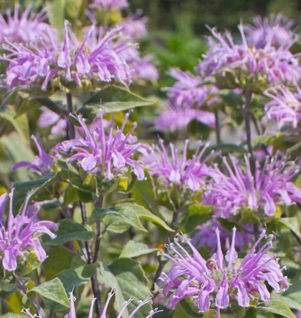 Wild Bergamot aka 'Bee Balm' (Monarda fistulosa)