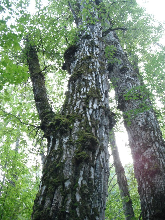 Black cottonwood (Populus balsamifera ssp. trichocarpa)
