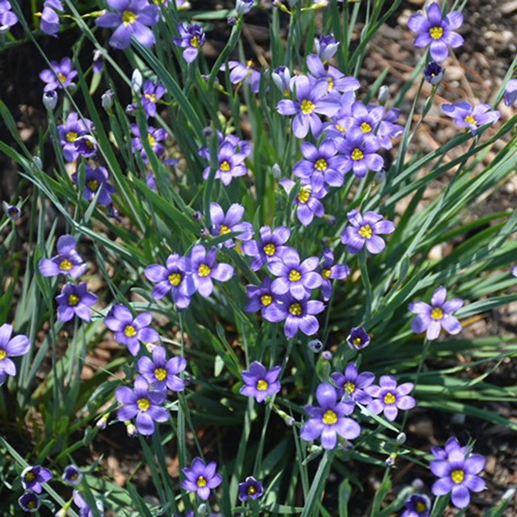 Northern Blue-eyed Grass (Sisyrinchium septentrionale)