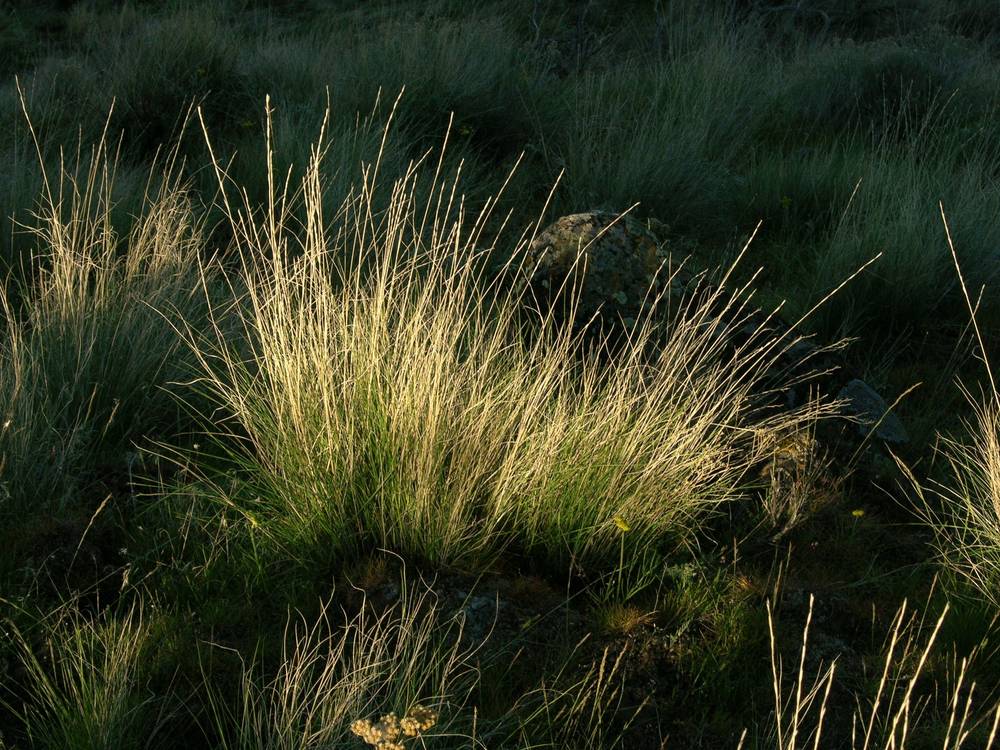 Bluebunch Wheatgrass (Pseudoroegneria spicata)