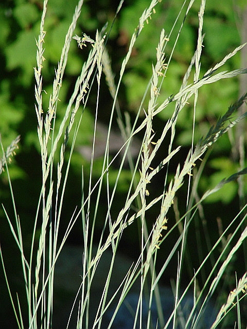 Bluebunch Wheatgrass (Pseudoroegneria spicata)