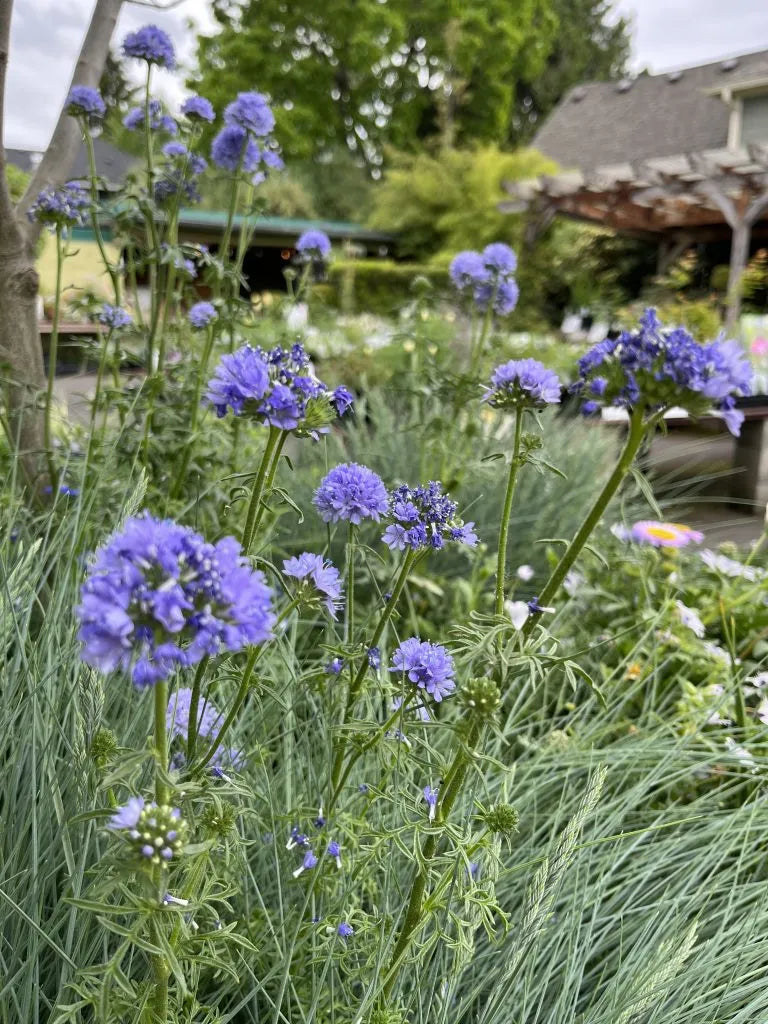 Bluehead Gilia (Gilia capitata)