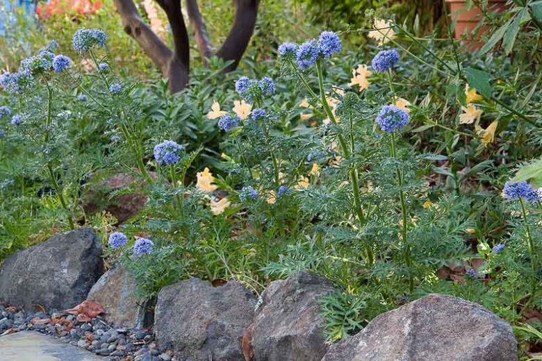 Bluehead Gilia (Gilia capitata)