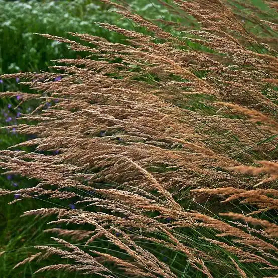 Bluejoint Reedgrass (Calamagrostis canadensis)