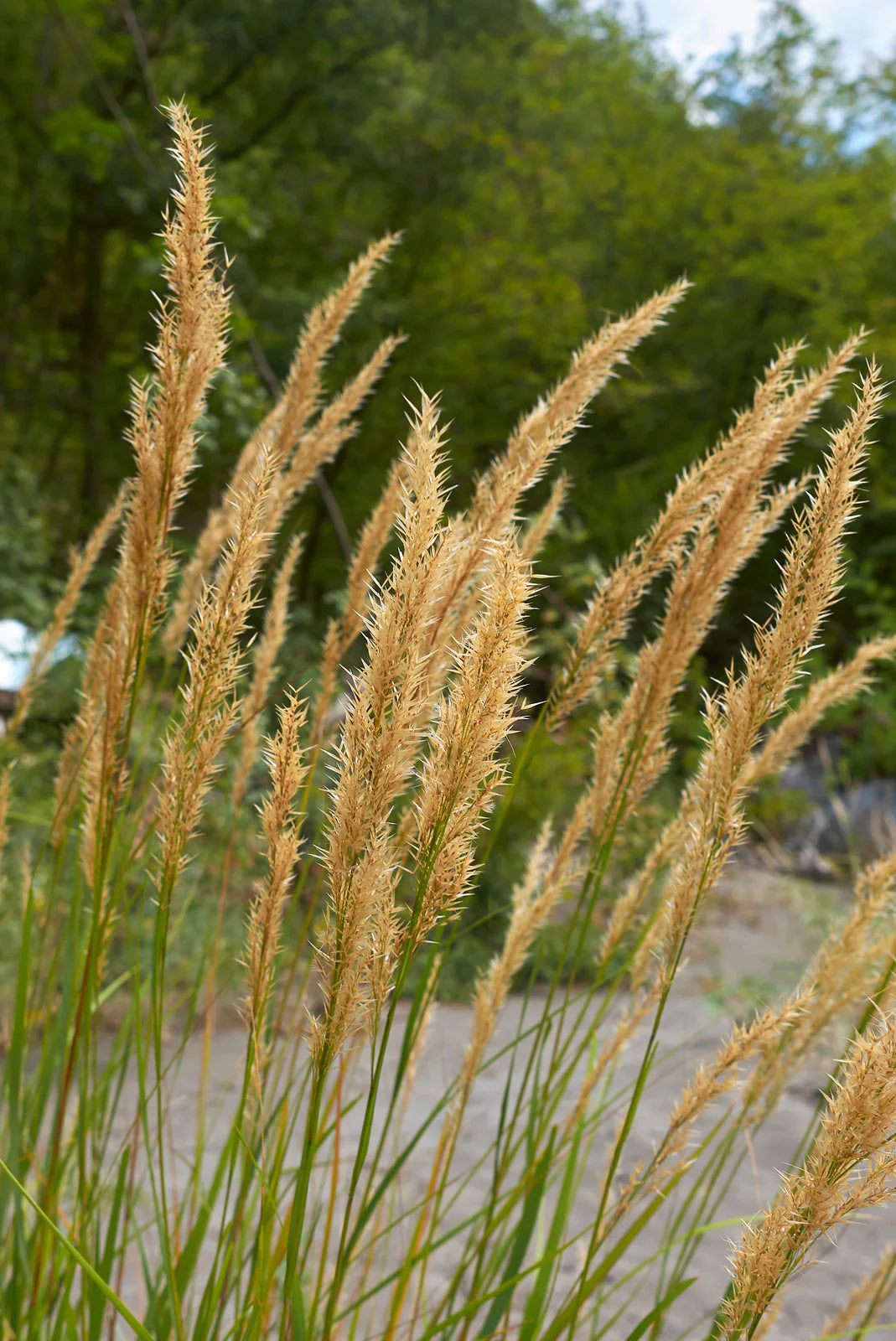 Bluejoint Reedgrass (Calamagrostis canadensis)