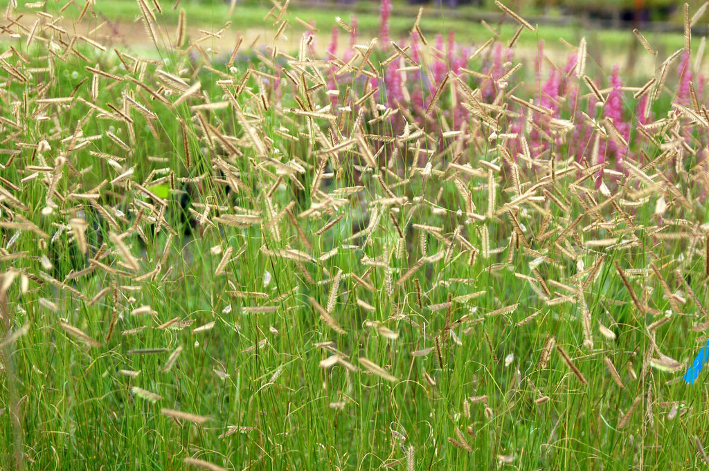 Blue Grama (Bouteloua gracilis)