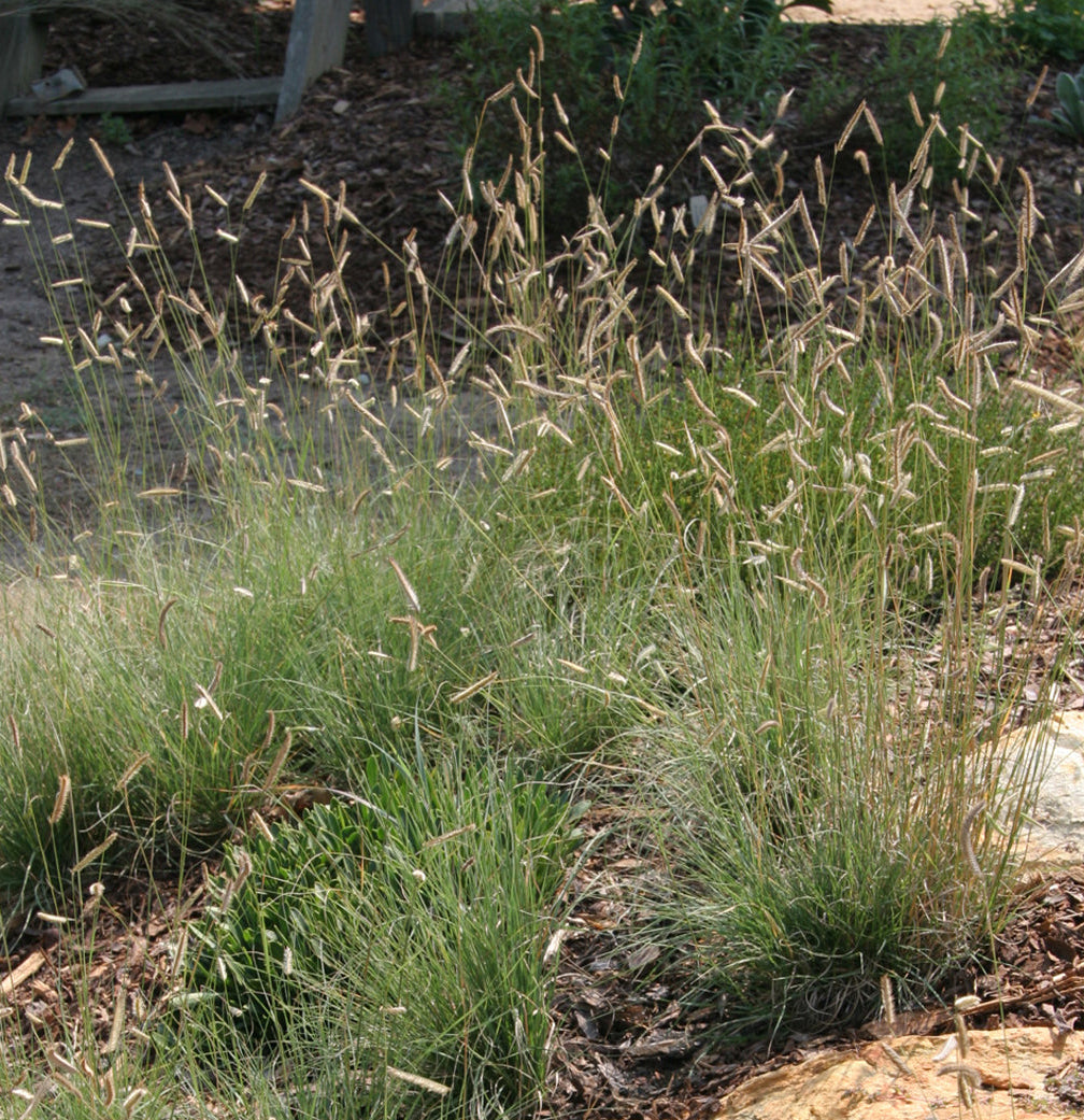 Blue Grama (Bouteloua gracilis)